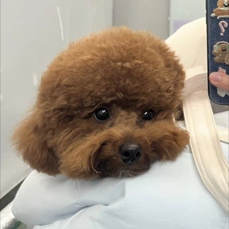 힐링꿈