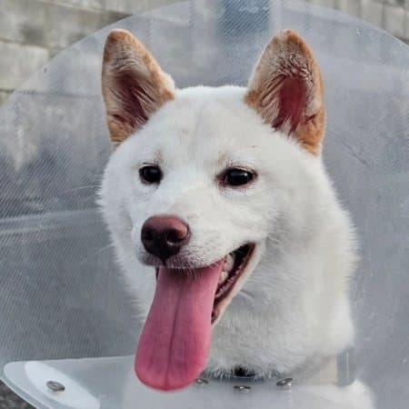 코즈하루