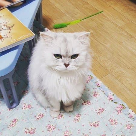 꼰대꼬냥