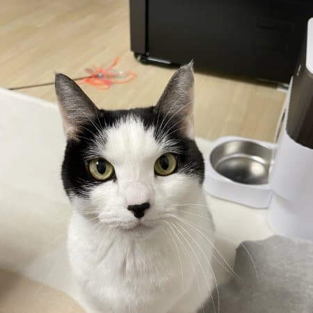 촐미