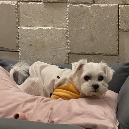 류시표