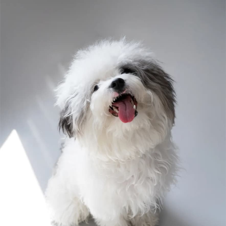 지존러브핸들